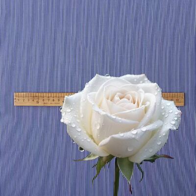 Tecido com listras de algodão colorido durável para camisas formais 110 gm